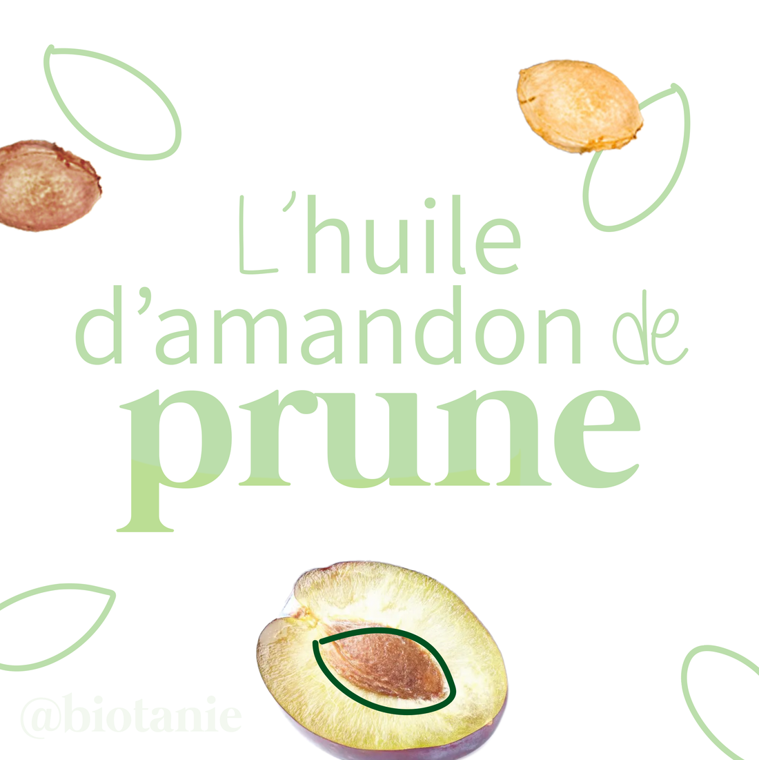 L'huile d'amandon de prune